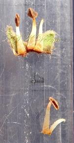  Stamens and Sepals